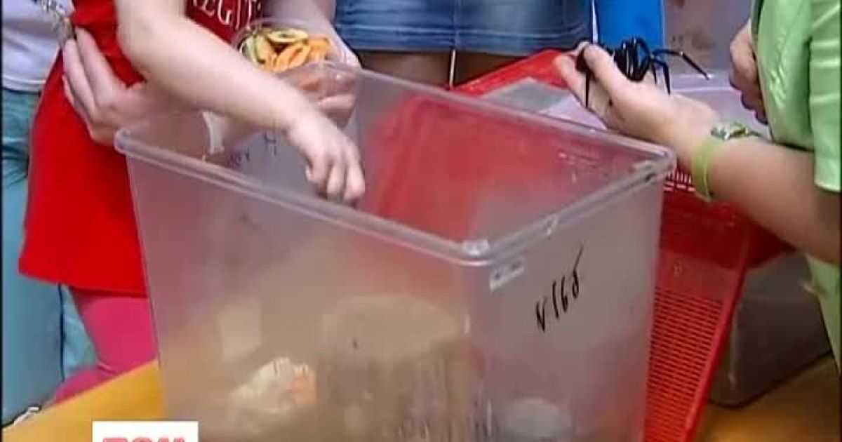 У Києві вирішили популяризувати серед містян величезних равликів, цвіркунів та тарганів