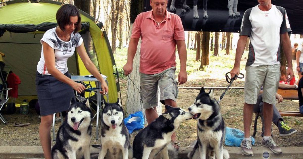 Собаки демонстрували свої здібності та фізичну форму / © УНІАН