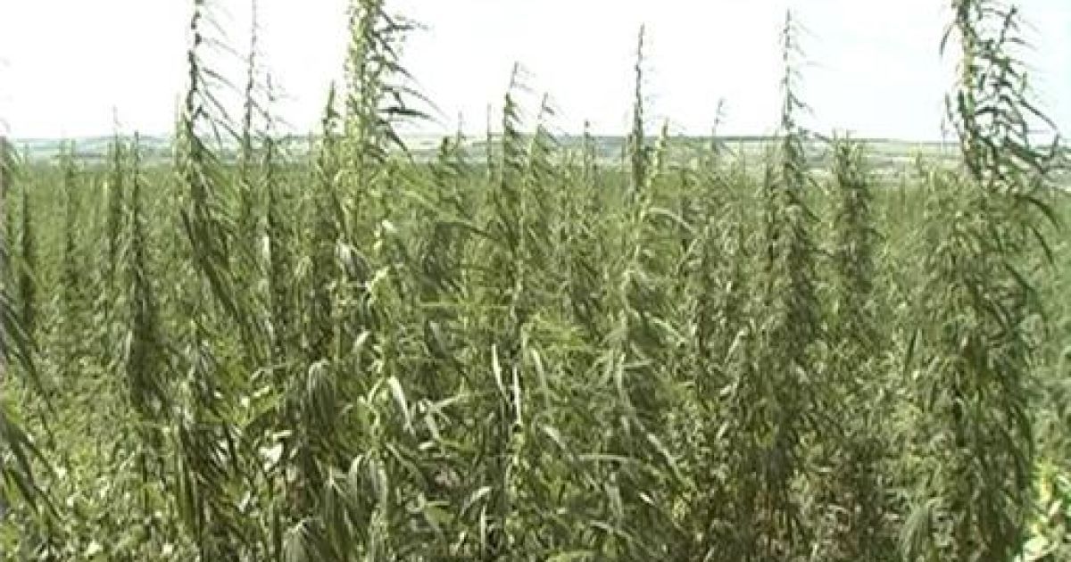 Конопляне поле сховали у кукурудзі