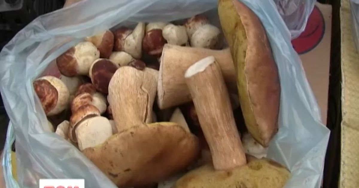Грибний сезон в Україні розпочато