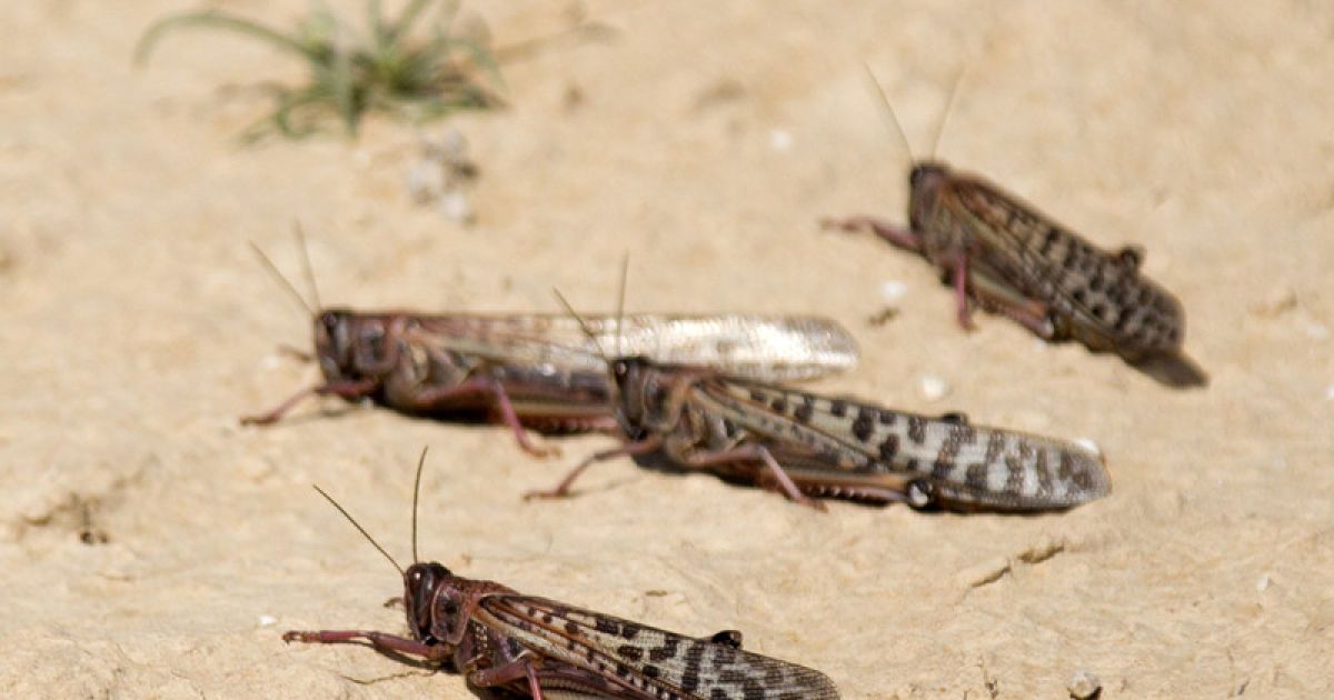 Сарана атакує Росію