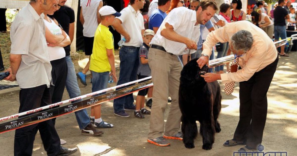 Собаки демонстрували свої здібності та фізичну форму / © УНІАН