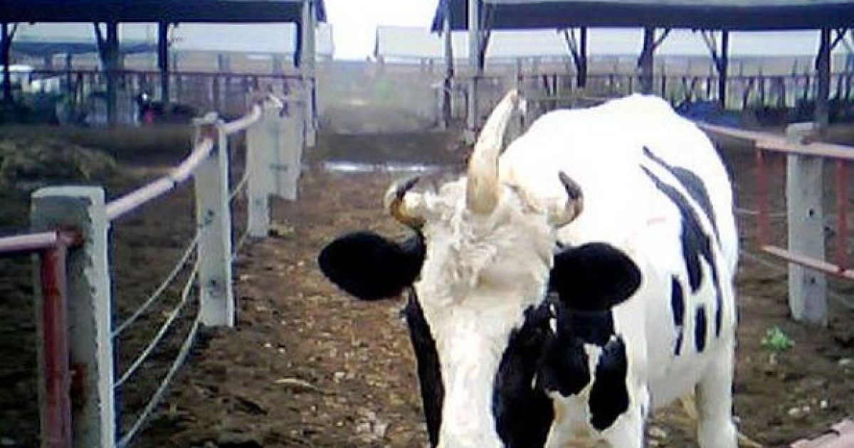 Тваринки, які створюють новини / © HuffingtonPost