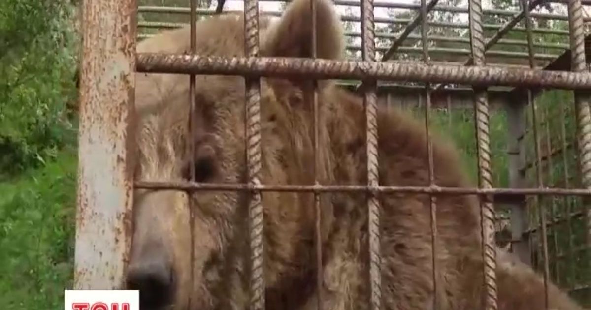 Над ведмедями знущалися