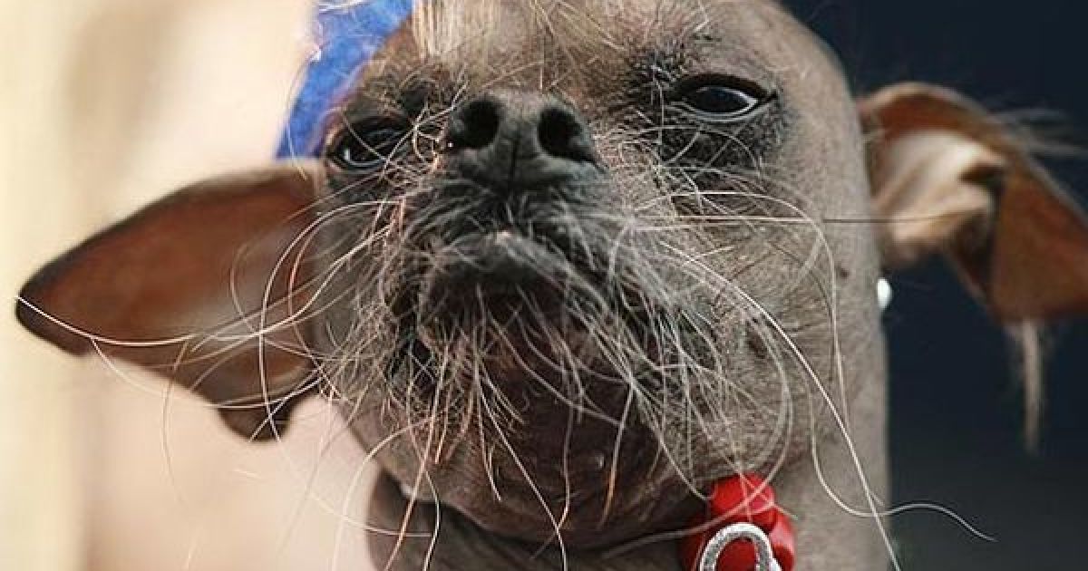 Найпотворніші собаки світу