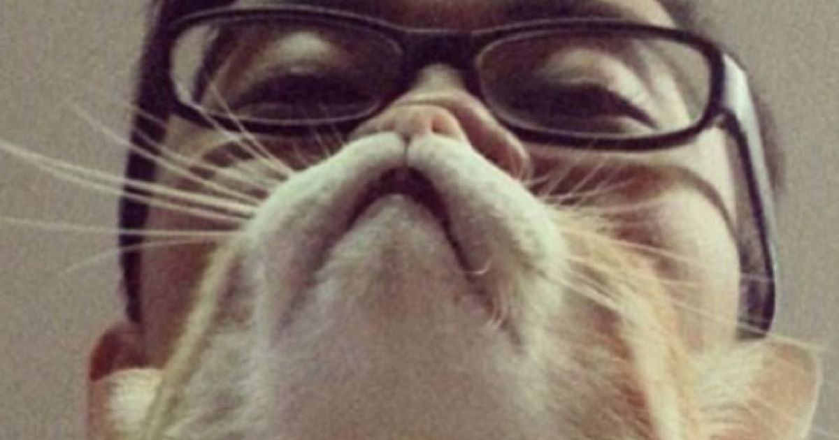 Котобороди - нове віяння в інтернеті / © Instagram