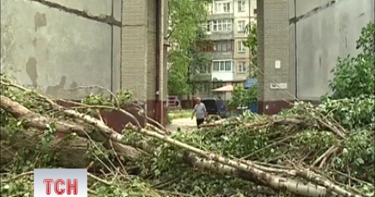 Вітер був такої сили, що дерева виривало з корінням