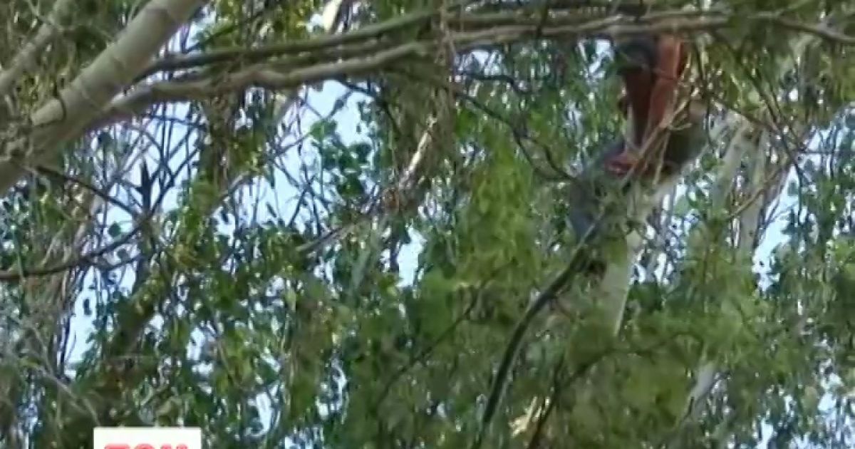 Кримчанин сховався від тортур правоохоронців на дереві