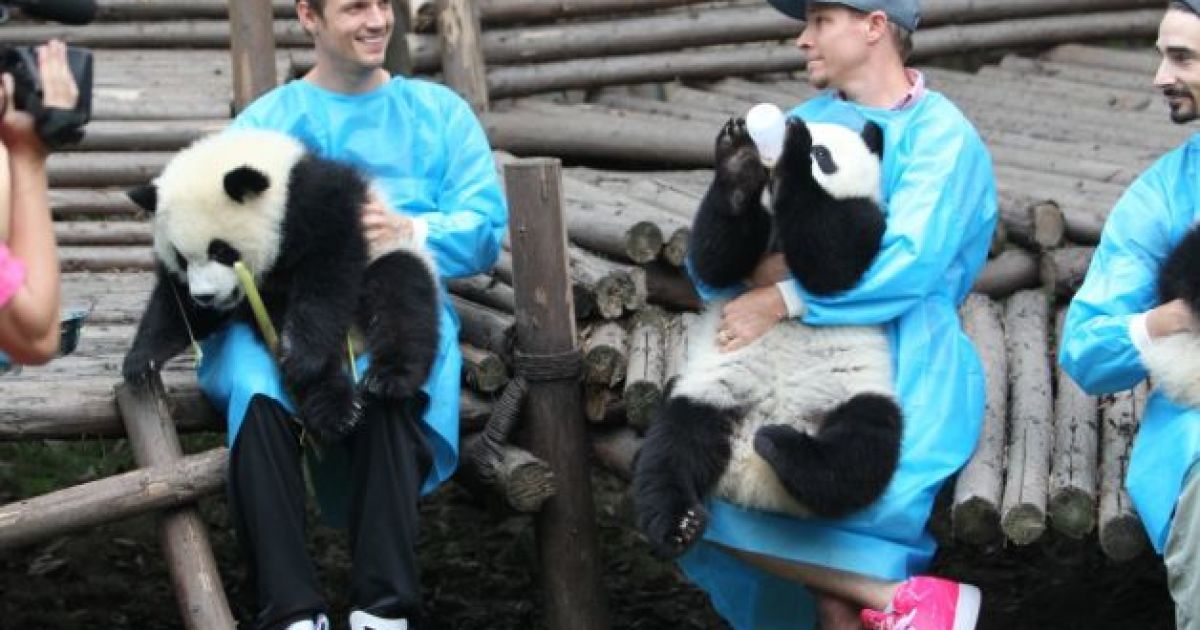 Backstreet Boys нагодували панд / © 5thelementexpeditions.com