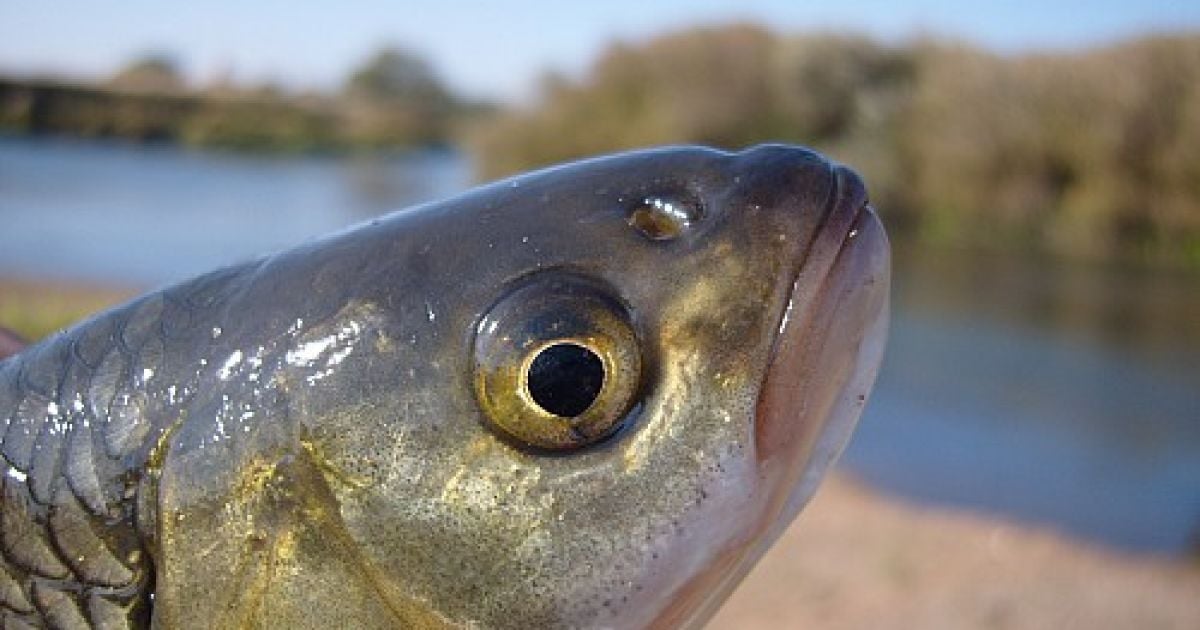 У Харкові масово гине риба