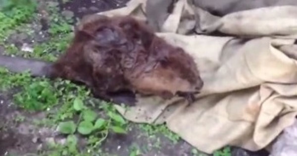 Бобра зловили та відпустили на волю