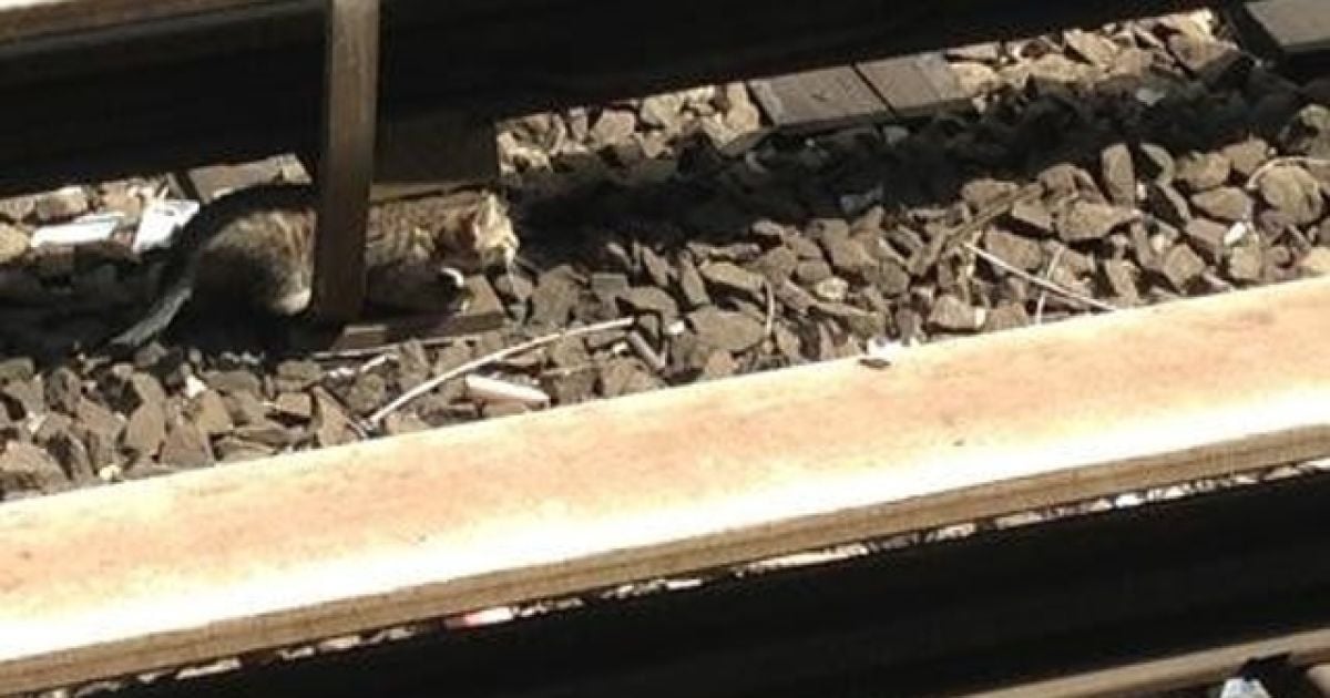 Кошенята стали причиною зупинки частини метрів Нью-Йорку