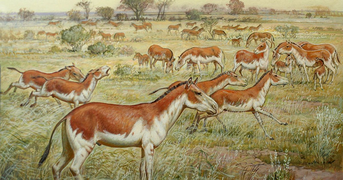 Гіппаріони (лат. Hipparion) - вимерлий рід родини конячих.