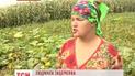 На Житомирщине два села окропили ядом