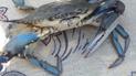На Херсонщині впіймали блакитного краба