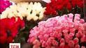 Найдешевша троянда в Києві коштує 25 грн