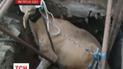 На Харківщині врятували корову, яка впала у чотириметровий колодязь