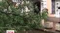 Движение в центре Киева парализовало упавшее дерево