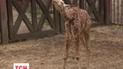 В Вроцлавском зоопарке представили маленького жирафа