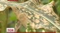 На Житомирщині літак залив села отрутою