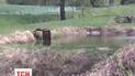 В Пуще-Водице "присвоили" 22 гектара леса с озером