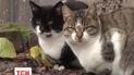 У Чернігові невідомий відстрілює котів