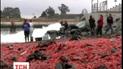 В Чили на местные пляжи выбросились тысячи омаров и креветок