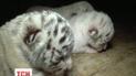 Тигрюля позволила снять на видео своих детей