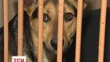 В Германии собирают деньги на стерилизацию украинских собак
