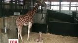 Жираф без точек родился в американском зоопарке
