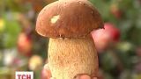 На Прикарпатье появились первые жертвы грибов