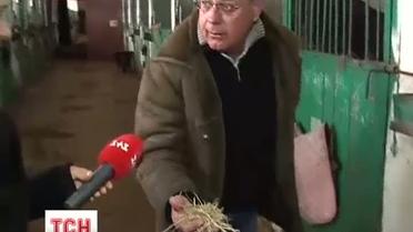 В Сумской конной школе умирают кони