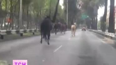 Во время беспорядков в Мехико конь ударил прохожего копытом