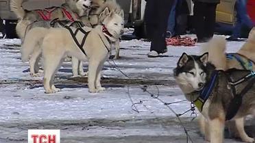 На Буковеле прошли первые в Украине собачьи бега