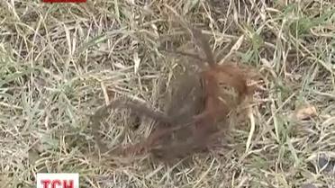 Две девушки погибли из-за пьяного водителя