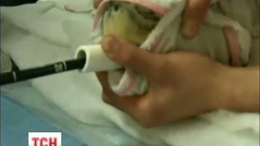 Своевременная операция спасла жизнь столетней черепахе