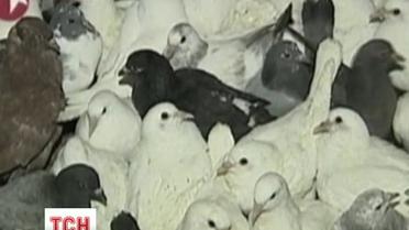 Медики нашли причину вспышки птичьего гриппа в Китае