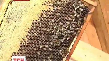 В Винницкой области пасечники подают в суд из-за пчел