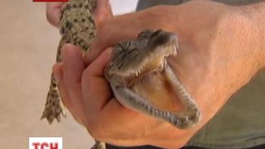 В честь новорожденного британского принца назвали крокодила