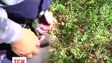 За сбор и сбыт черники требуют налог