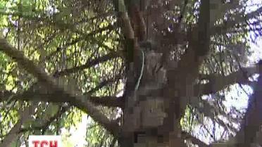 Каштаны на Крещатике засохли из-за дождя в июне