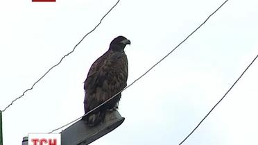 Посреди Львова поселился дикий орел
