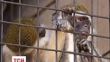 У Київському зоопарку почався справжній "бебі-бум"