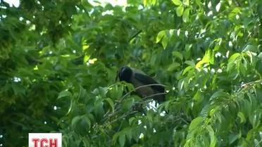 У Дніпрі мешканці будинкуи потерпають від птаха-"терориста"