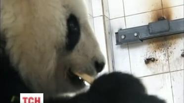 62 гигантские панды чудом спаслись во время землетрясения