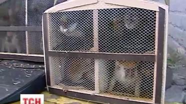 В аэропорту "Борисполь" задержали 15 обезьян