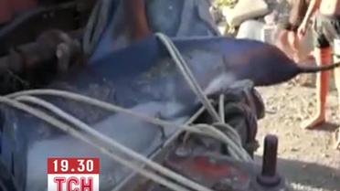 В Крыму убили дельфина