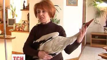 На Виннитчине аист стал членом семьи
