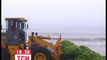Тонны зеленых водорослей заблокировали пляже Китая