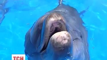 Севастопольський дельфінарій відстояв своє майно та тварин
